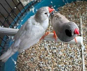 Koppel Zebravinken, Dieren en Toebehoren, Vogels | Overige Vogels
