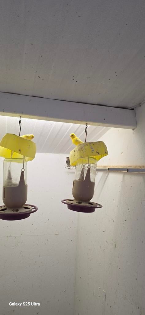 Raza espagnol, Animaux & Accessoires