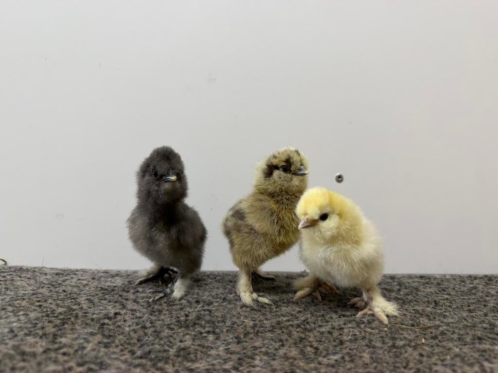 Zijdehoen kuikens, Dieren en Toebehoren, Pluimvee