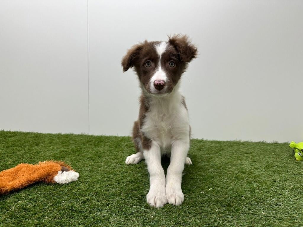 Border Collie pups, België, 8 tot 15 weken, Collie, Parvo