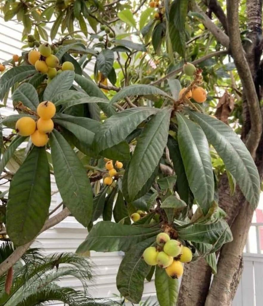 Néfliers/néfliers japonais (chacun pour 5 euros), Jardin & Terrasse, Enlèvement