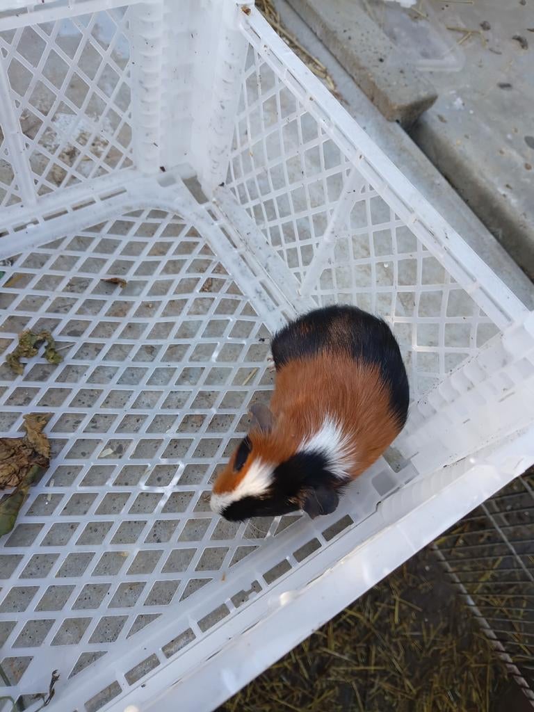 Cavia beer mannetje, Dieren en Toebehoren, Cavia, Februari, Mannelijk, Tam