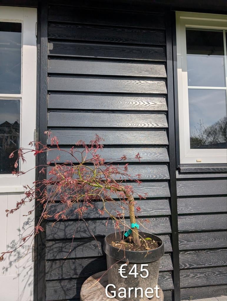 Acer dissectum Garnet. Rode japanse esdoorn, Tuin en Terras, Planten | Bomen, Ophalen, In pot
