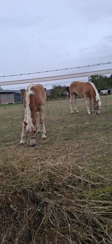 Haflinger hengst jaarling te koop, Animaux & Accessoires, Chevaux, Étalon