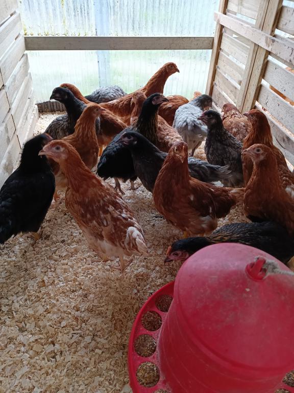 pondeurs colorée/ poules traditionnels à des prix abordables, Femelle, Poule ou poulet