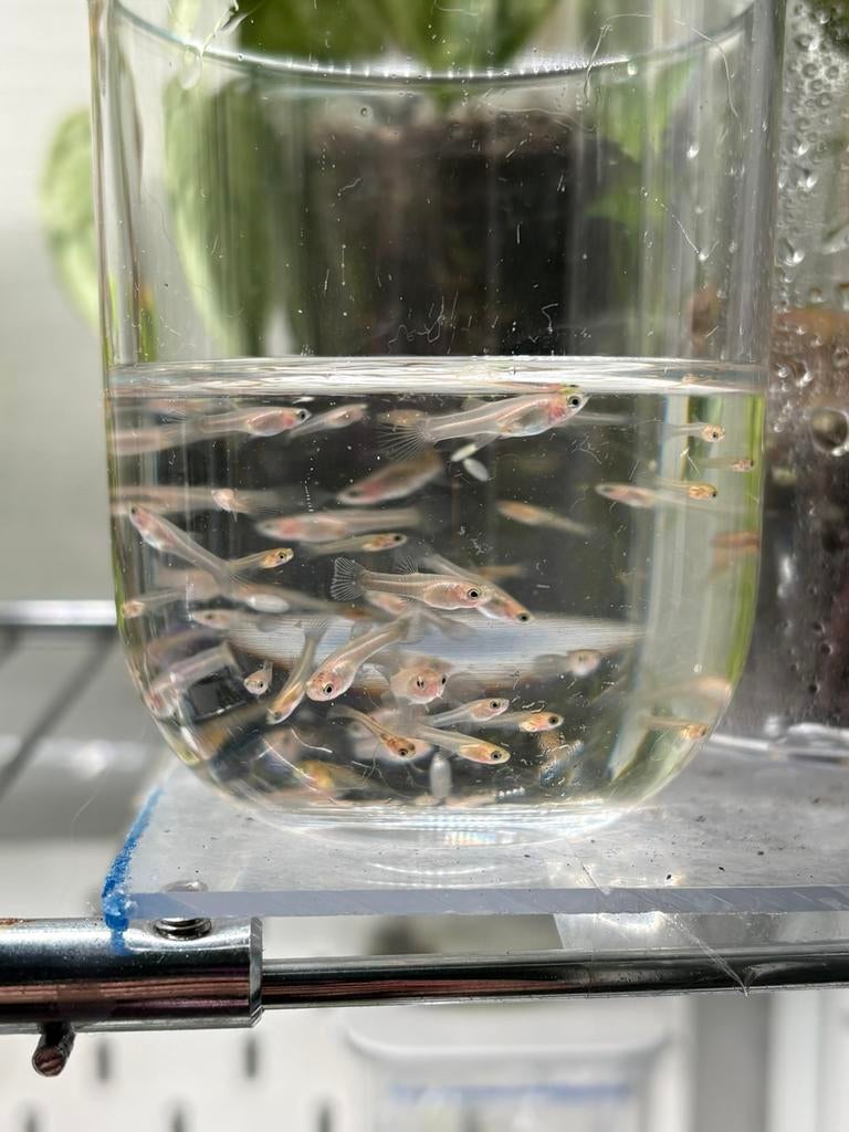 Baby guppen, Poisson, Poisson d'eau douce, Banc de poissons