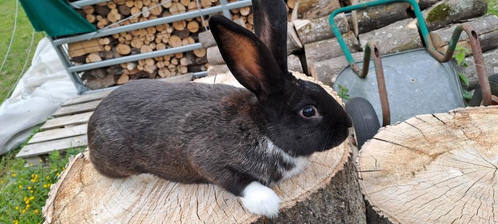 Lapins de chair (fauve X papillon)