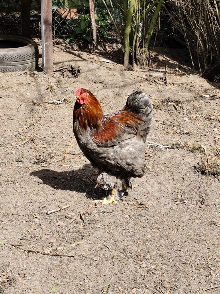 Jonge Brahma haan, Dieren en Toebehoren, Pluimvee