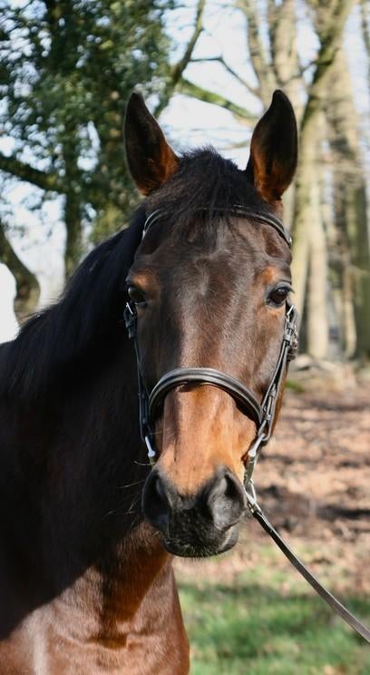 Recreatie merrie, B, 11 ans ou plus, Vermifugé, 160 à 165 cm