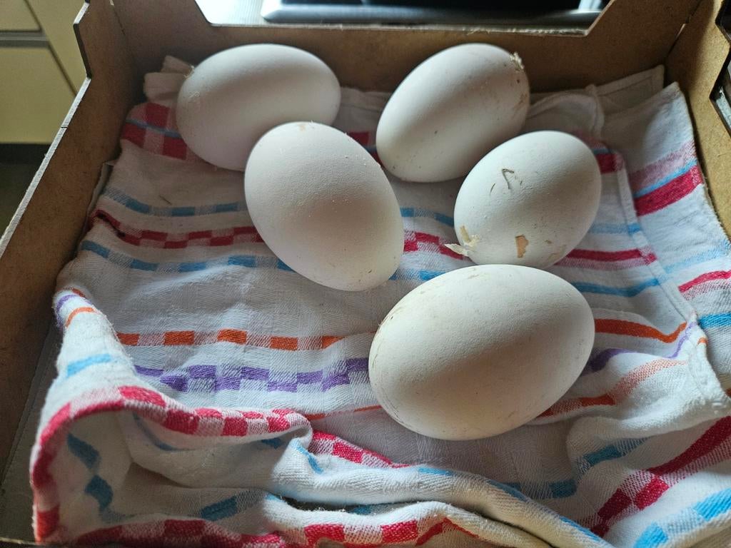 Ganzen eieren te koop(,broedeieren ), Dieren en Toebehoren, Pluimvee