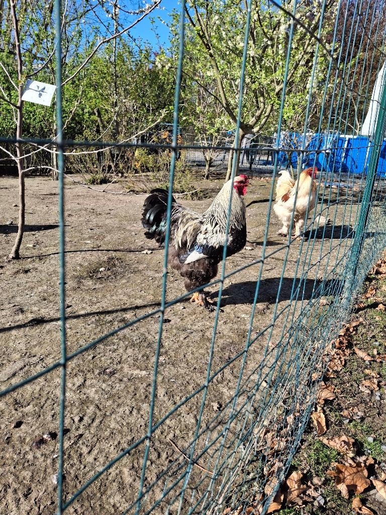 Brahma hanen, Dieren en Toebehoren, Pluimvee, Mannelijk, Kip