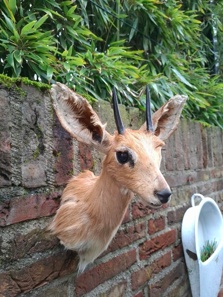 Opgezette kop steenbokje taxidermie afrika schedel jacht, Ophalen, Wild dier, Gewei of Kop