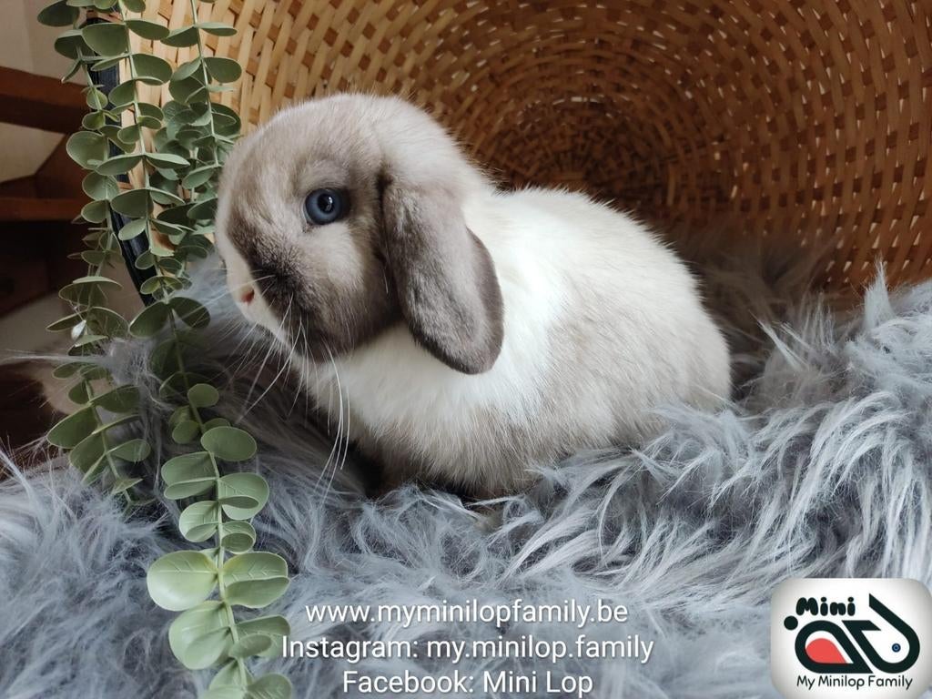 Minilop lapin de race pure (transport possible), Femelle, Nain, Oreilles tombantes, 0 à 2 ans
