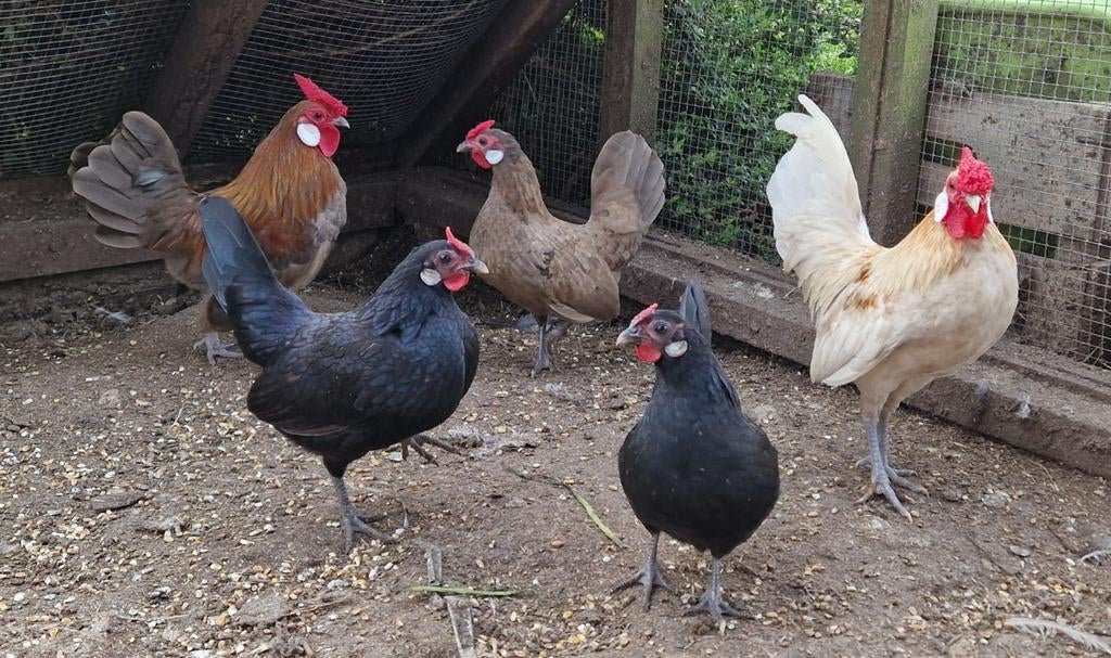 Broedeitjes gemengd toompje mooie java krielen, Dieren en Toebehoren