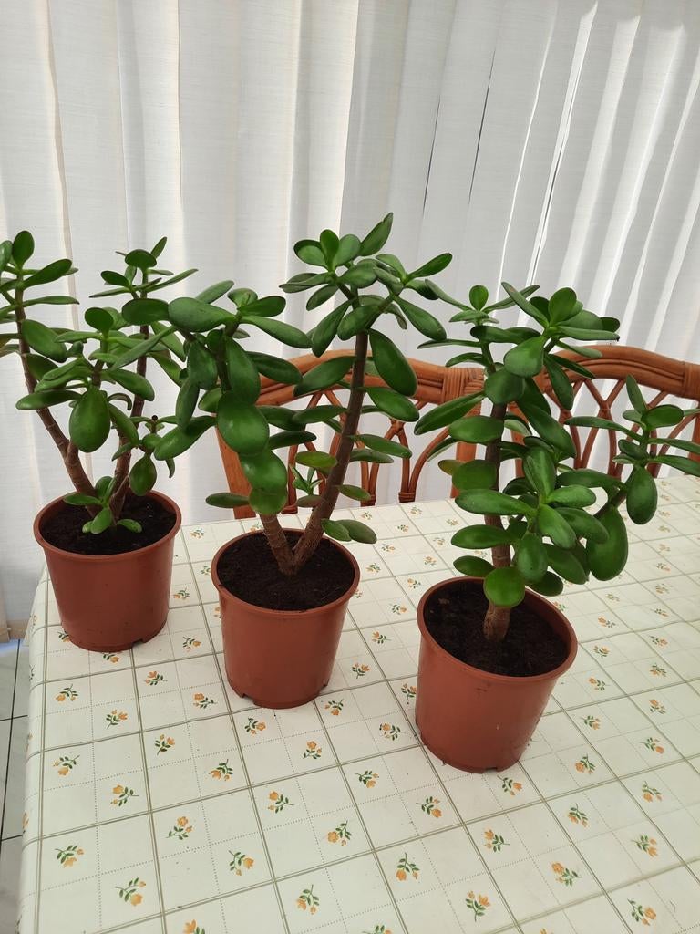 Kamerplant (vetplant), Maison & Meubles, Plantes d'intérieur, Plante succulente, Moins de 100 cm, Enlèvement, Plante verte