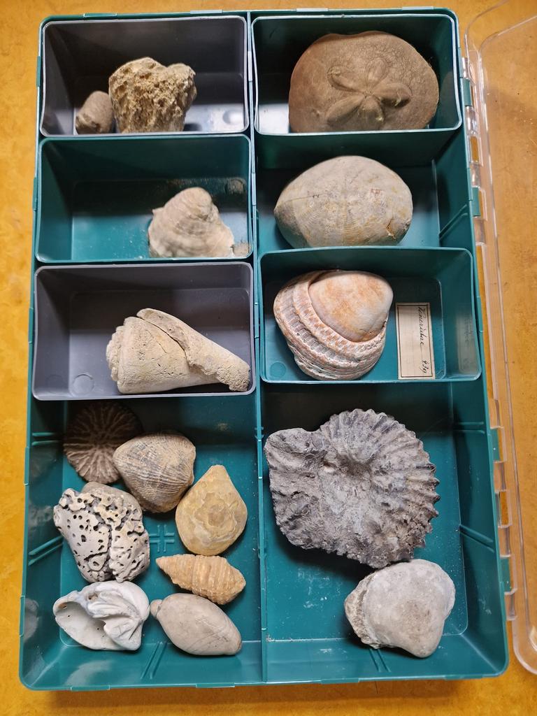 Fossiles, oursins et étoiles de mer, Enlèvement