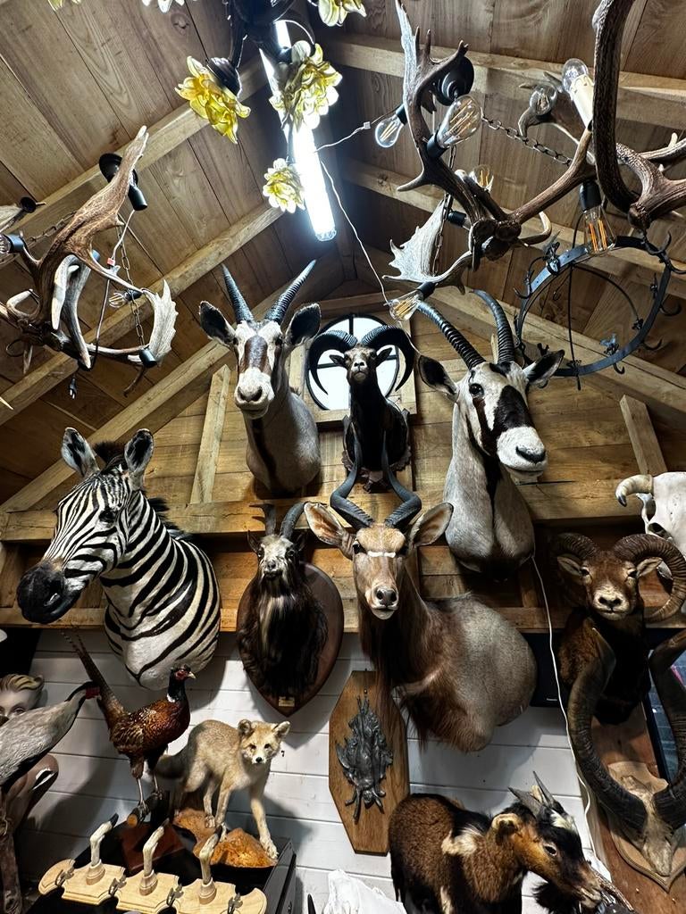 Dieren koppen opgezette jacht trofee, Ophalen