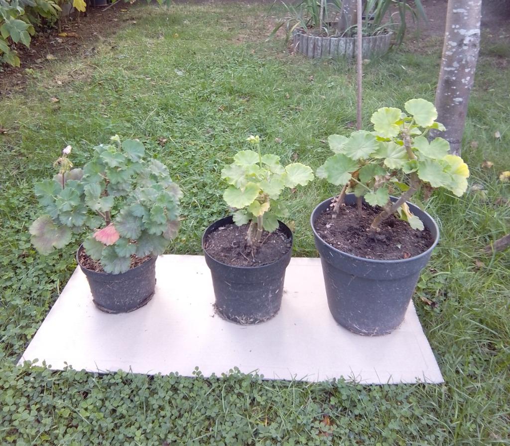 Geranium, Jardin & Terrasse, Plantes | Jardin, Été, Enlèvement