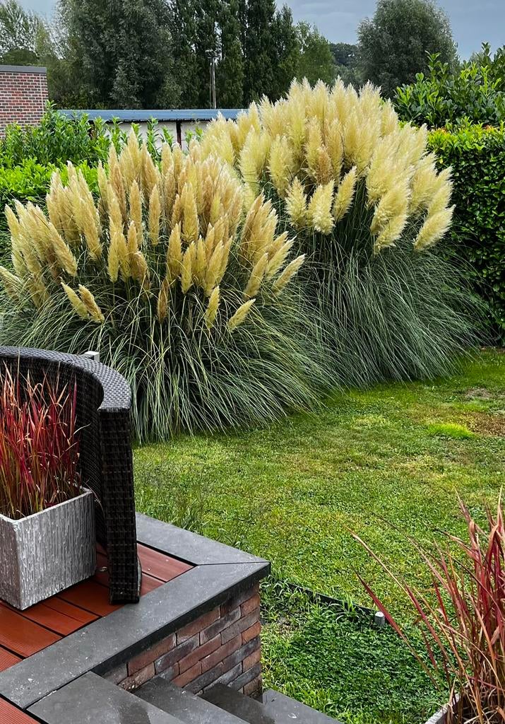 Fleur pampa, Enlèvement