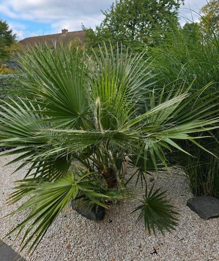 Mexicaanse palmboom  ' Washingtonia Robusta ', Ophalen, Vaste plant, Overige soorten