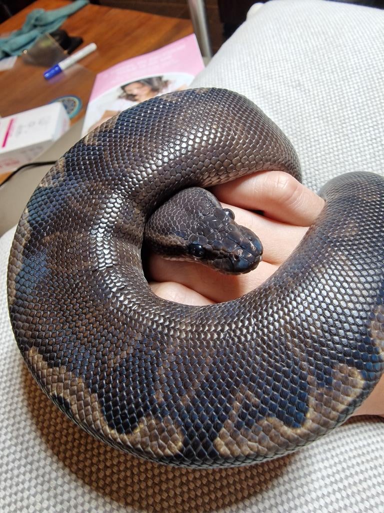 Koningspython super ghi mojave, Serpent, Domestique, 0 à 2 ans