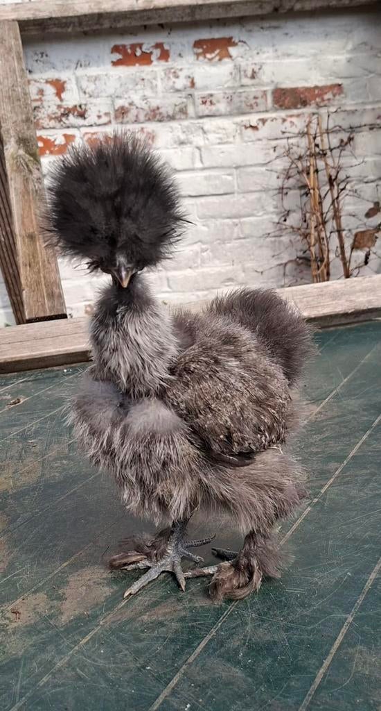 USA zijdehoender hennen, ingeënt., Dieren en Toebehoren, Pluimvee