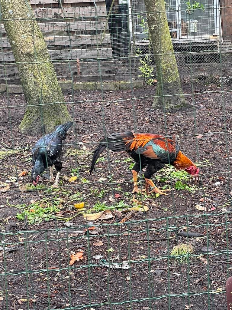 Broedeieren O Shamo, Dieren en Toebehoren, Pluimvee