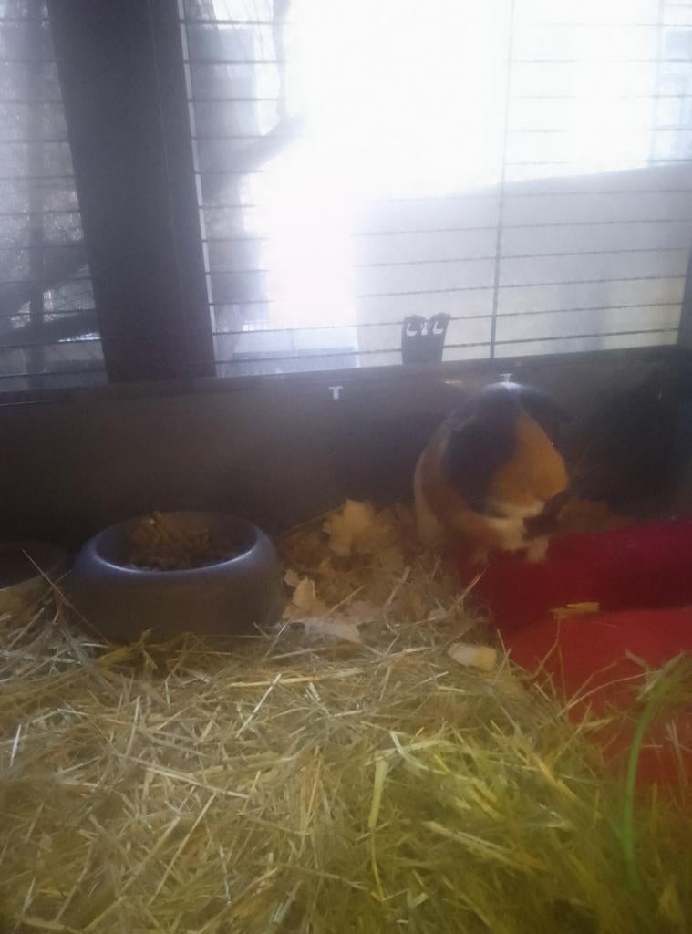 RECHERCHE cochon d'Inde, Animaux & Accessoires, Janvier