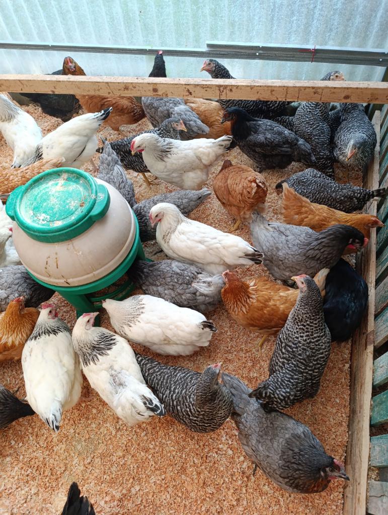 witte kippen sussex en leghorn 0499/082381, Dieren en Toebehoren, Pluimvee, Vrouwelijk, Kip