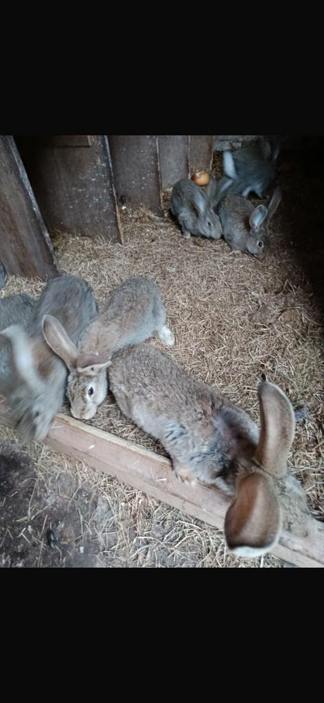 Te koop vlaamse reuzen