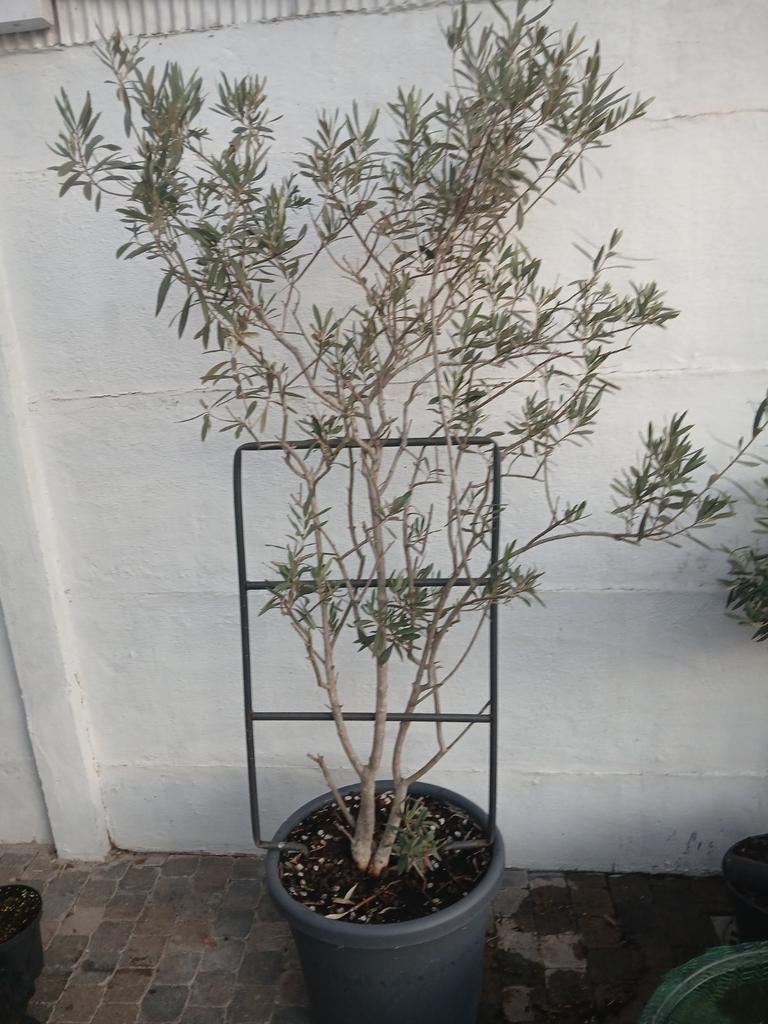 Olijfboom struik, Tuin en Terras, Planten | Bomen, Ophalen, Olijfboom