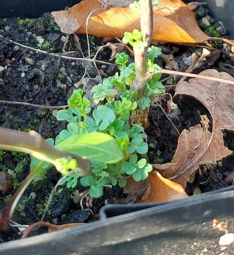 Rue (Ruta graveolens) — plante herbacée aromatique — P9, Enlèvement