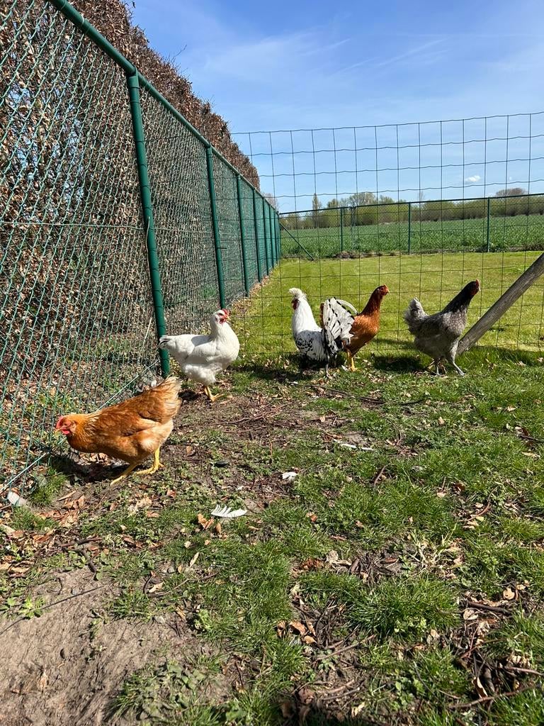 4 Legkippen en 1 kuifhaan te koop, Poule ou poulet
