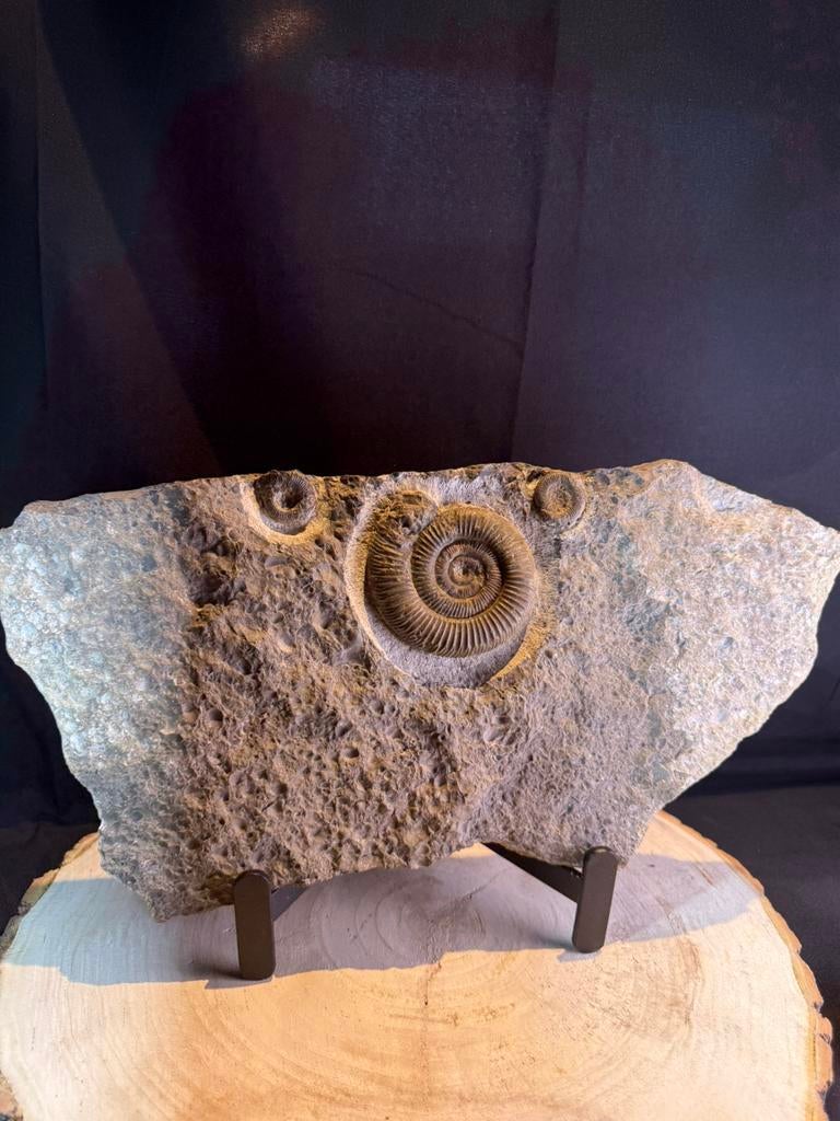 plaque d'ammonite fossile — Dactyliocères — Jura — Allemagne, Enlèvement ou Envoi, Fossile