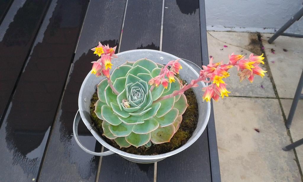 vetplanten cedum, Ophalen, Zomer, Vaste plant