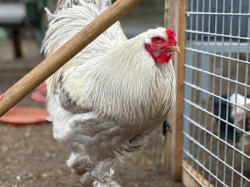 Broedeieren brahma, Sexe inconnu, Poule ou poulet