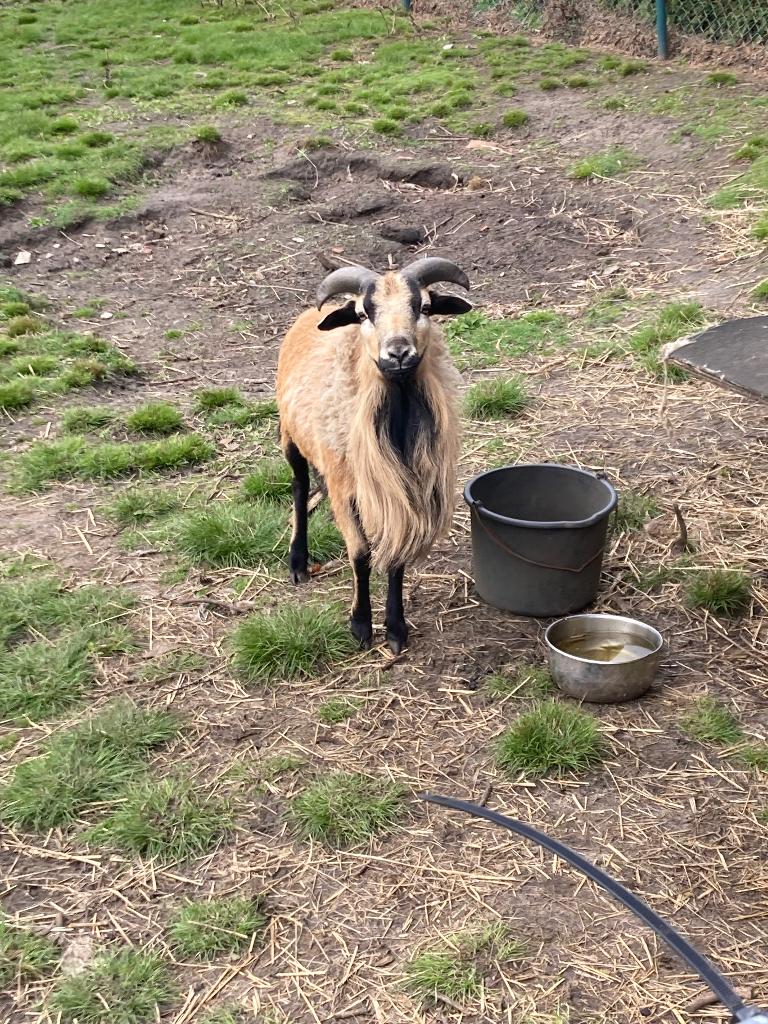 Kameroen ram, Dieren en Toebehoren, Mannelijk, Schaap, 0 tot 2 jaar