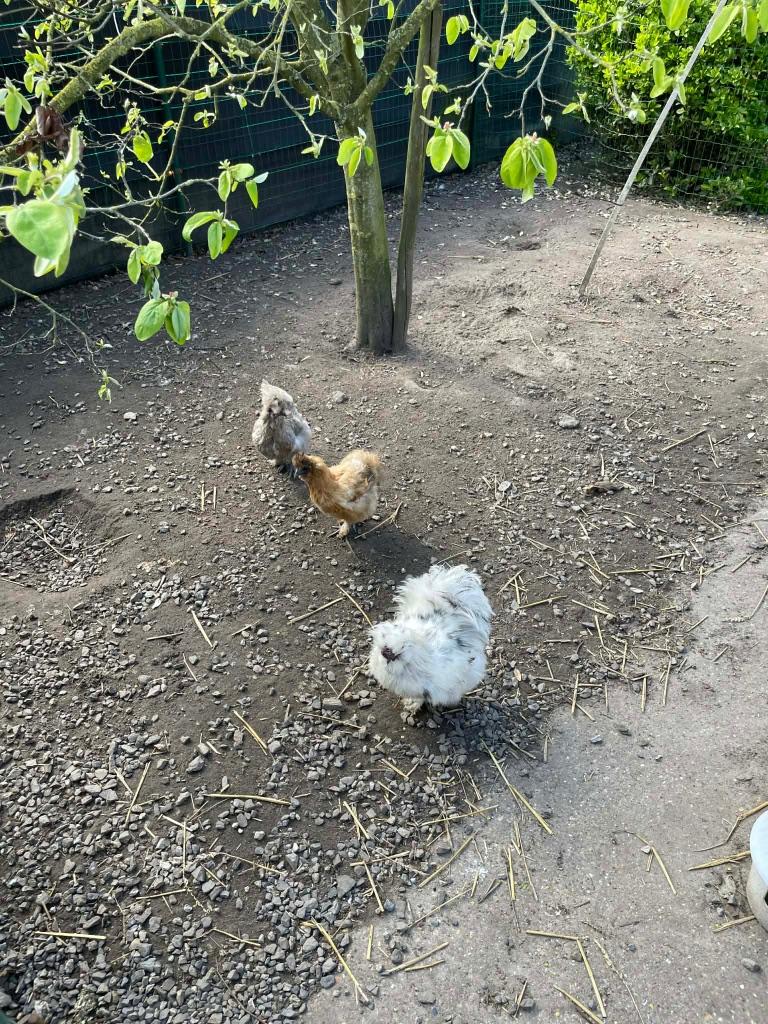 Broedeieren zijdehoen USA, Dieren en Toebehoren, Pluimvee, Kip