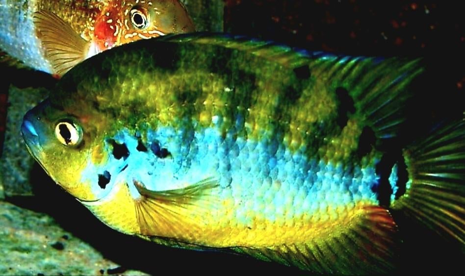 Rustige mooie vissen, Poisson, Poisson d'eau douce