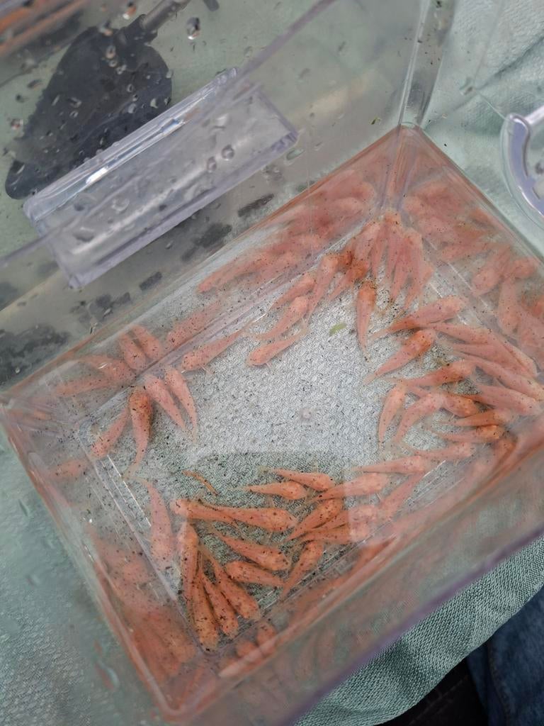 Corydoras albino locatie maastricht, Animaux & Accessoires