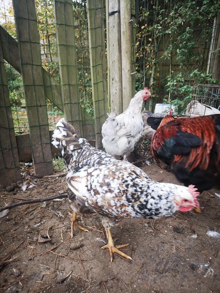 Poule leghorn mille fleurs, Animaux & Accessoires