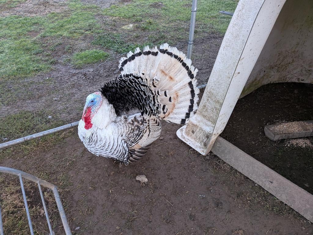Kalkoen eiren, Dieren en Toebehoren, Pluimvee, Geslacht onbekend, Kalkoen