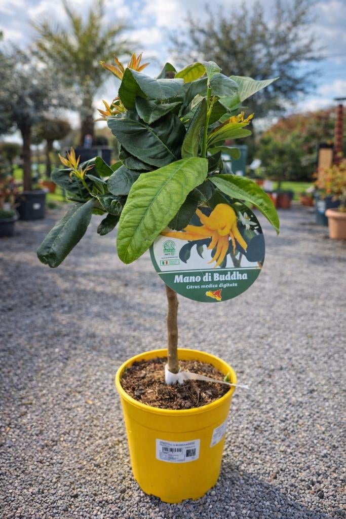 Citrus Main De Bouddha, Ophalen