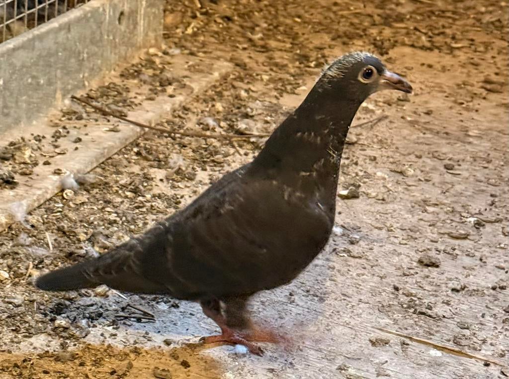 Zwart reisduif