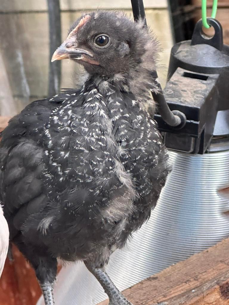 Gratis groenlegger haan kuiken van 4 weekjes, Dieren en Toebehoren
