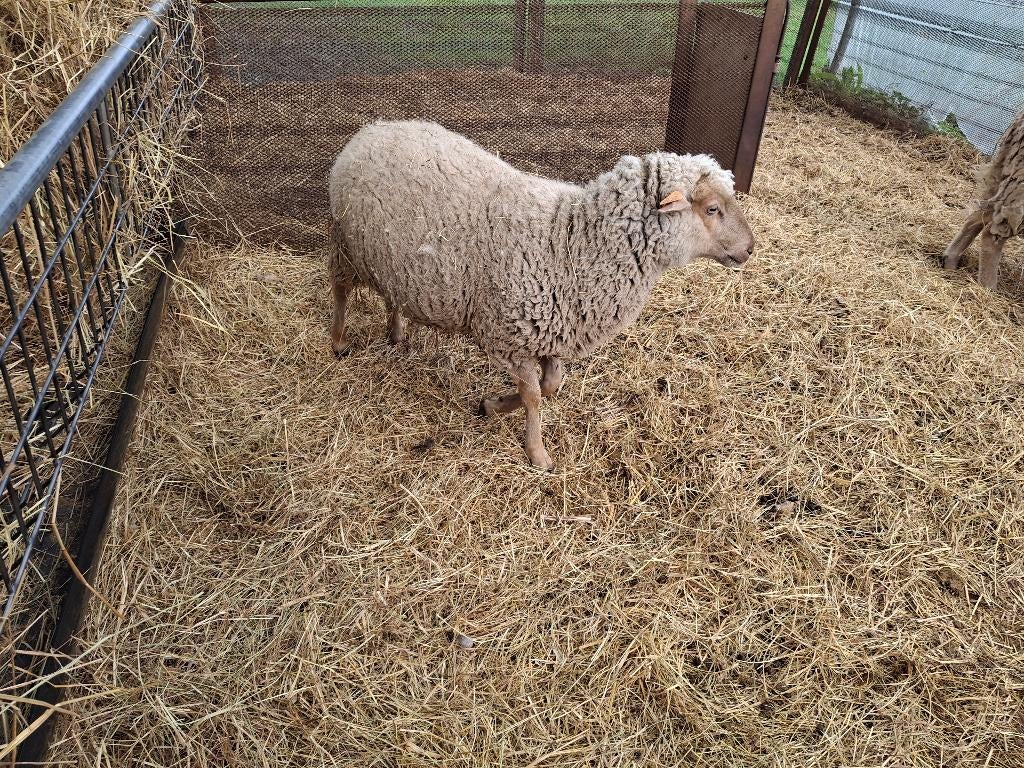 2 cages d'élevage Lakens Schaap, Animaux & Accessoires, Moutons, Chèvres & Cochons, Mouton, Femelle, 0 à 2 ans