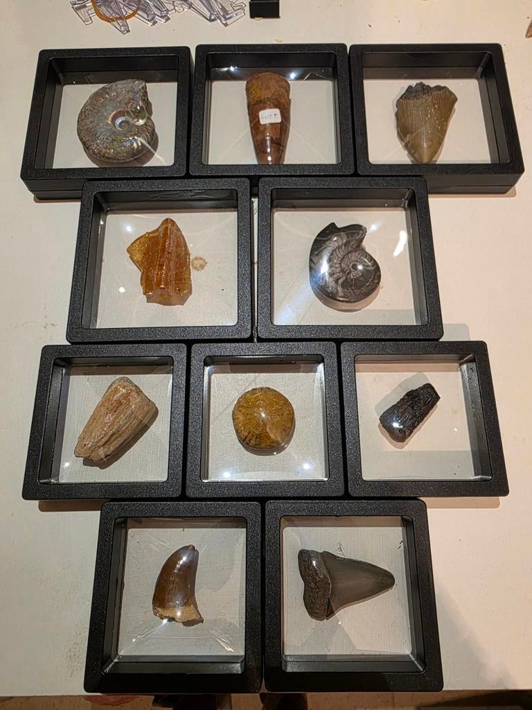 Prachtige 10 delige set van fossielen voor beginners., Ophalen of Verzenden