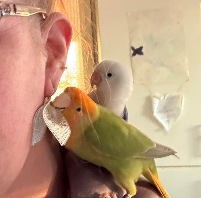 Tam Koppeltje agapornissen, Dieren en Toebehoren, Vogels | Parkieten en Papegaaien, Meerdere dieren, Dwergpapegaai of Agapornis