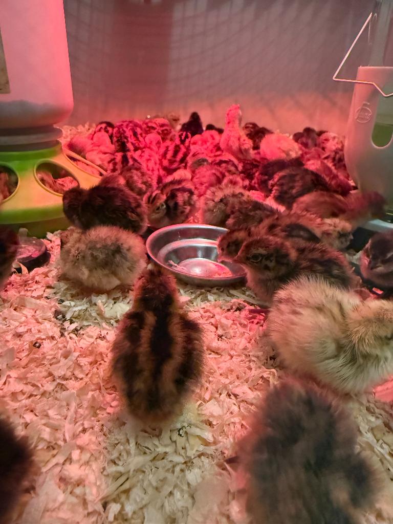 Kwartelkuikens  net uitgekomen