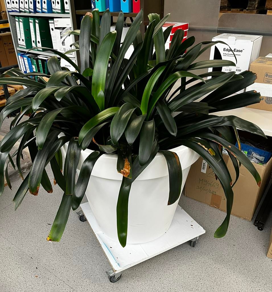 Grote kamerplant met pot (Clivia), Ophalen, 200 cm of meer, Overige soorten, Halfschaduw